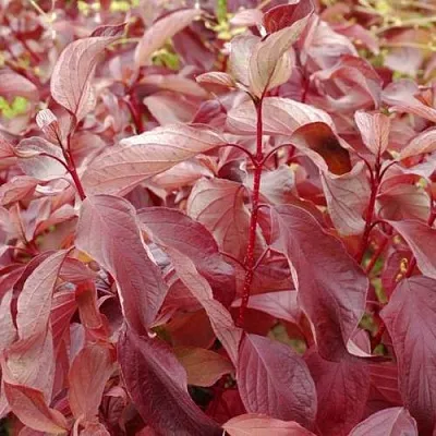 Дерен КРАСНЫЙ  Дерен КРАСНЫЙ в Ростове-на-Дону