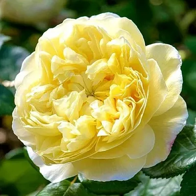 Саженцы роз ЧАРЛЬЗ ДАРВИН английская  Саженцы роз ЧАРЛЬЗ ДАРВИН английская в Ростове-на-Дону