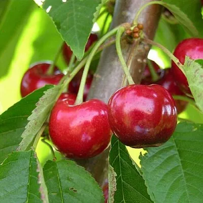 Черешня 15-26-5  Черешня 15-26-5 в Ростове-на-Дону