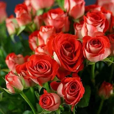 Саженцы роз ЗОДИАК спрей  Саженцы роз ЗОДИАК спрей в Ростове-на-Дону