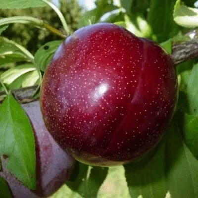 ШАРАФУГА  ШАРАФУГА в Ростове-на-Дону