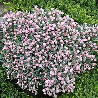 Андромеда БЛЮ АЙС многолистная  Андромеда БЛЮ АЙС многолистная в Ростове-на-Дону