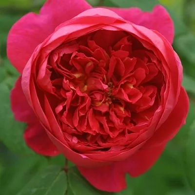 Саженцы роз БЕНДЖАМИН БРИТТЕН шраб  Саженцы роз БЕНДЖАМИН БРИТТЕН шраб в Ростове-на-Дону