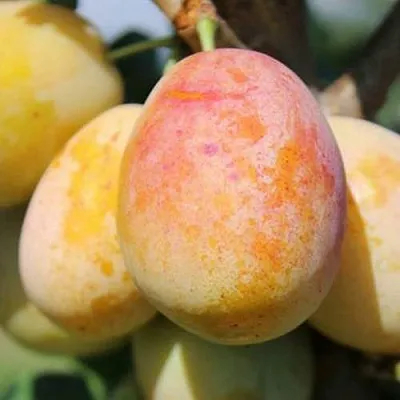 АПРИМИРА  АПРИМИРА в Ростове-на-Дону