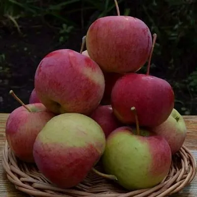 Яблоня РОДНИКОВАЯ  Яблоня РОДНИКОВАЯ в Ростове-на-Дону