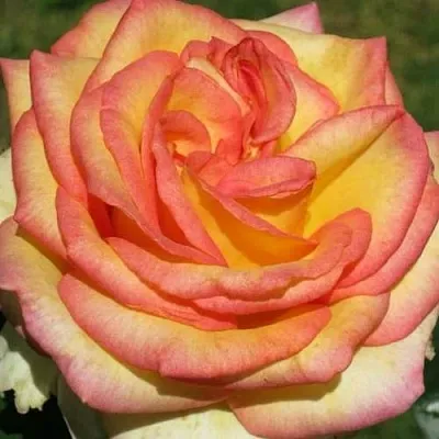 Саженцы роз АМАЗОНКА чайно-гибридная  Саженцы роз АМАЗОНКА чайно-гибридная в Ростове-на-Дону