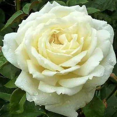 Саженцы роз ЖАННА МОРО чайно-гибридная  Саженцы роз ЖАННА МОРО чайно-гибридная в Ростове-на-Дону