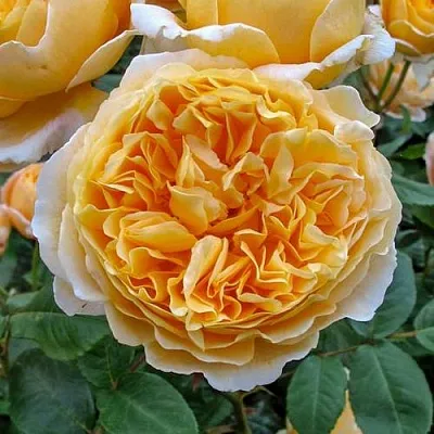 Саженцы роз БЕАТРИС английская  Саженцы роз БЕАТРИС английская в Ростове-на-Дону