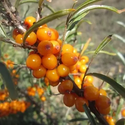 Облепиха СУДАРУШКА  Облепиха СУДАРУШКА в Ростове-на-Дону