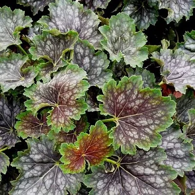 Гейхера МАРВЕЛОС МАРБЛ СИЛЬВЕР  Гейхера МАРВЕЛОС МАРБЛ СИЛЬВЕР в Ростове-на-Дону