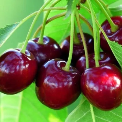 Вишня ВЯНОК — описание сорта Вишня ВЯНОК в Ростове-на-Дону