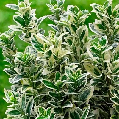 Бересклет  Бересклет в Ростове-на-Дону