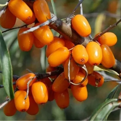 саженцы облепихи саженцы облепихи