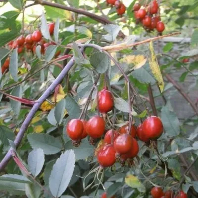 Саженцы роз сизая в Ростове-на-Дону