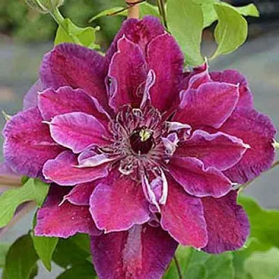 Клематис МАЙ БЬЮТИ  Клематис МАЙ БЬЮТИ в Ростове-на-Дону