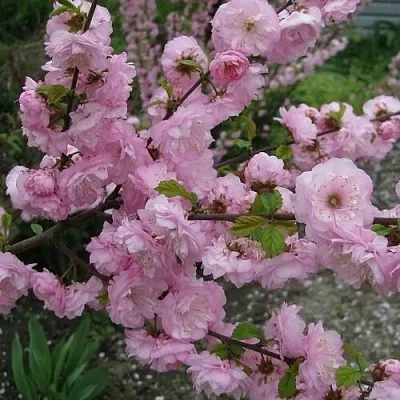 Миндаль ТРЁХЛОПАСТНЫЙ (луизеания)  Миндаль ТРЁХЛОПАСТНЫЙ (луизеания) в Ростове-на-Дону