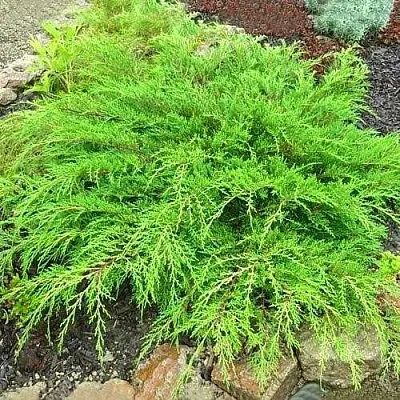 Микробиота ЯКОБСЕН перекрестнопарная  Микробиота ЯКОБСЕН перекрестнопарная в Ростове-на-Дону