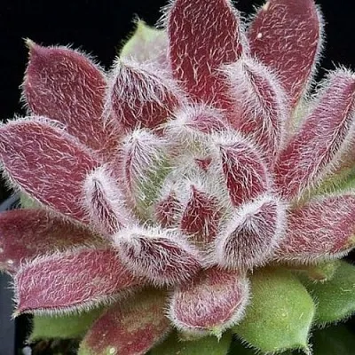 Молодило ТАРАНТУЛА  Молодило ТАРАНТУЛА в Ростове-на-Дону