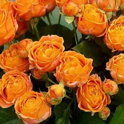 Саженцы роз КОРАЛ БАБЛС спрей  Саженцы роз КОРАЛ БАБЛС спрей в Ростове-на-Дону