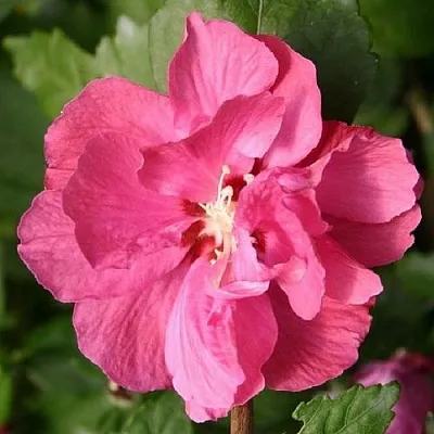 Гибискус ДЮК ДЕ БРАБАНТ сирийский   Гибискус ДЮК ДЕ БРАБАНТ сирийский  в Ростове-на-Дону