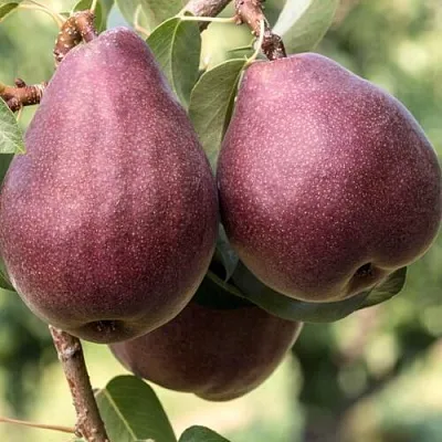 Груша БУРАКОВКА  Груша БУРАКОВКА в Ростове-на-Дону