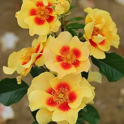 Саженцы роз АЙ ОФ ЗЕ ТАЙГЕР флорибунда  Саженцы роз АЙ ОФ ЗЕ ТАЙГЕР флорибунда в Ростове-на-Дону