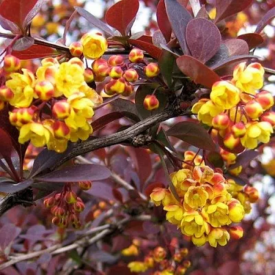 Барбарис СУПЕРБА оттавский   Барбарис СУПЕРБА оттавский  в Ростове-на-Дону