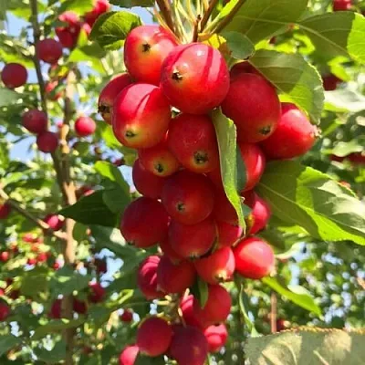 Яблоня КИТАЙКА ДОЛГО декоративная  Яблоня КИТАЙКА ДОЛГО декоративная в Ростове-на-Дону