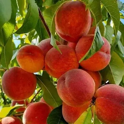 Персик ПОСОЛ МИРА  Персик ПОСОЛ МИРА в Ростове-на-Дону