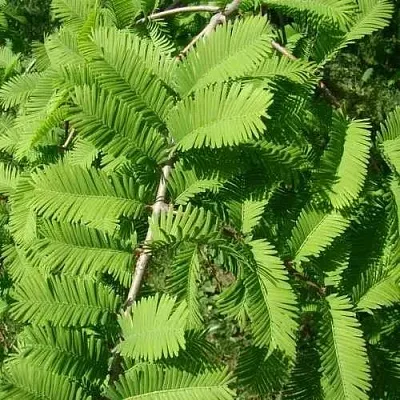 Метасеквойя  ГЛИПТОСТРОБОИДНАЯ   Метасеквойя  ГЛИПТОСТРОБОИДНАЯ  в Ростове-на-Дону