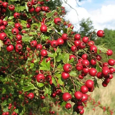 Боярышник ЗБИГНЕВ  Боярышник ЗБИГНЕВ в Ростове-на-Дону