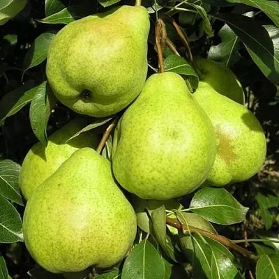 Груша АВГУСТОВСКАЯ РОСА  Груша АВГУСТОВСКАЯ РОСА в Ростове-на-Дону