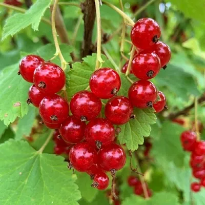 Смородина красная МААРСЕС ПРОМИНЕНТ  Смородина красная МААРСЕС ПРОМИНЕНТ в Ростове-на-Дону