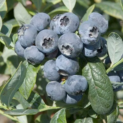 Голубика БРИГИТТА  Голубика БРИГИТТА в Ростове-на-Дону