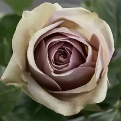 Саженцы роз АМНЕЗИЯ чайно-гибридная  Саженцы роз АМНЕЗИЯ чайно-гибридная в Ростове-на-Дону