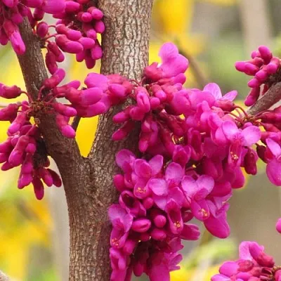 Церцис  Церцис в Ростове-на-Дону