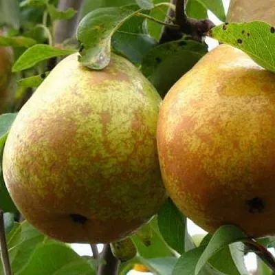 Груша БЕЛОРУСКА  Груша БЕЛОРУСКА в Ростове-на-Дону