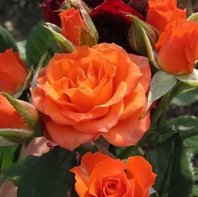 Саженцы роз АЛЕГРИЯ спрей  Саженцы роз АЛЕГРИЯ спрей в Ростове-на-Дону