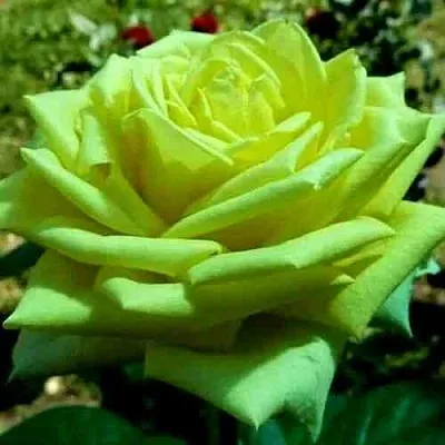 Саженцы роз АМАНДИНА чайно-гибридная  Саженцы роз АМАНДИНА чайно-гибридная в Ростове-на-Дону