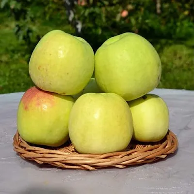 Яблоня БИРСКОЕ ГРУШЕВОЕ (БИЧИК)  Яблоня БИРСКОЕ ГРУШЕВОЕ (БИЧИК) в Ростове-на-Дону