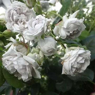 Саженцы роз ГРИЗЕЛИС шраб  Саженцы роз ГРИЗЕЛИС шраб в Ростове-на-Дону