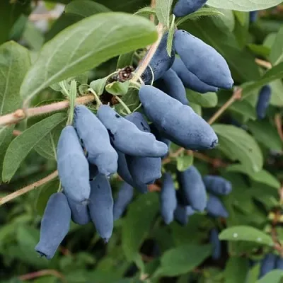 Жимолость съедобная ТОМИ японская  Жимолость съедобная ТОМИ японская в Ростове-на-Дону