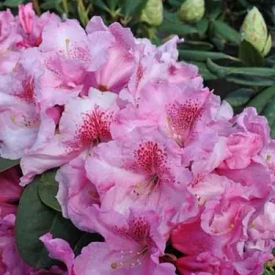 Рододендрон КЛАУДИУС  Рододендрон КЛАУДИУС в Ростове-на-Дону