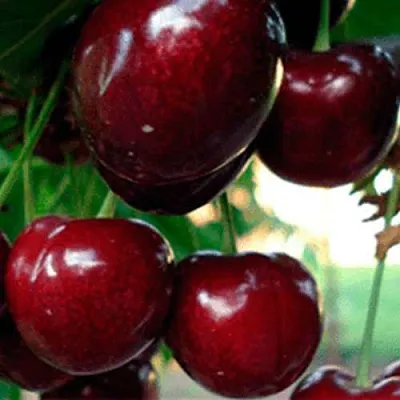 Черешня ВАСИЛИСА  Черешня ВАСИЛИСА в Ростове-на-Дону