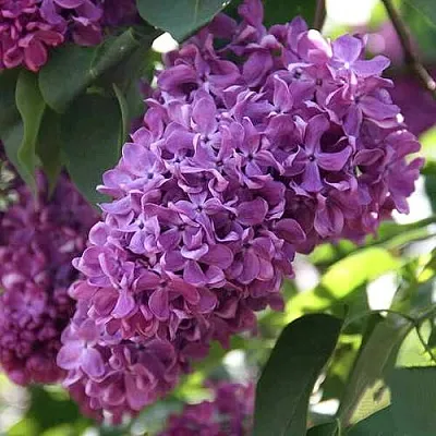 Сирень КАПИТАН ГАСТЕЛЛО в Ростове-на-Дону