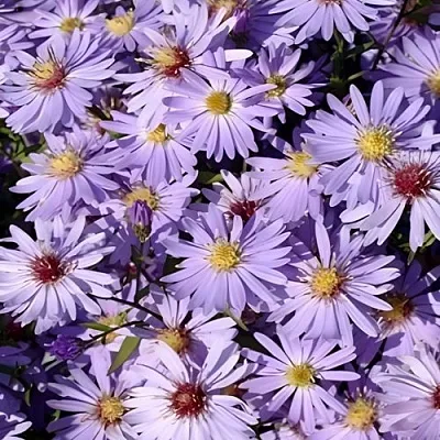 Астра БЛЮ ХЕВЕН сердцелистная  Астра БЛЮ ХЕВЕН сердцелистная в Ростове-на-Дону