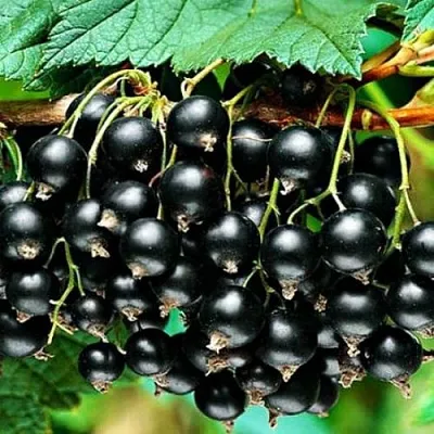 Смородина черная АТЛАНТ  Смородина черная АТЛАНТ в Ростове-на-Дону