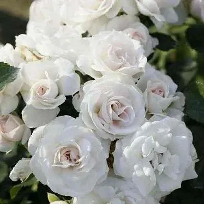 Саженцы роз АСПИРИН флорибунда  Саженцы роз АСПИРИН флорибунда в Ростове-на-Дону