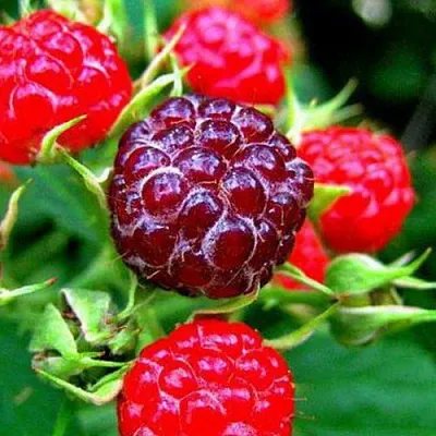 Княженика  Княженика в Ростове-на-Дону