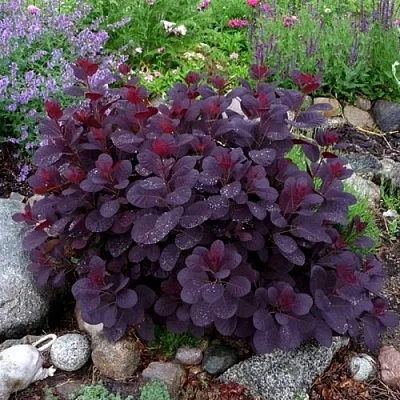 Скумпия РОЯЛ ПЕРПЛ кожевенная  Скумпия РОЯЛ ПЕРПЛ кожевенная в Ростове-на-Дону